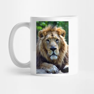 Asiatic Lion Panthera Leo Persica Big Cat Male Mug